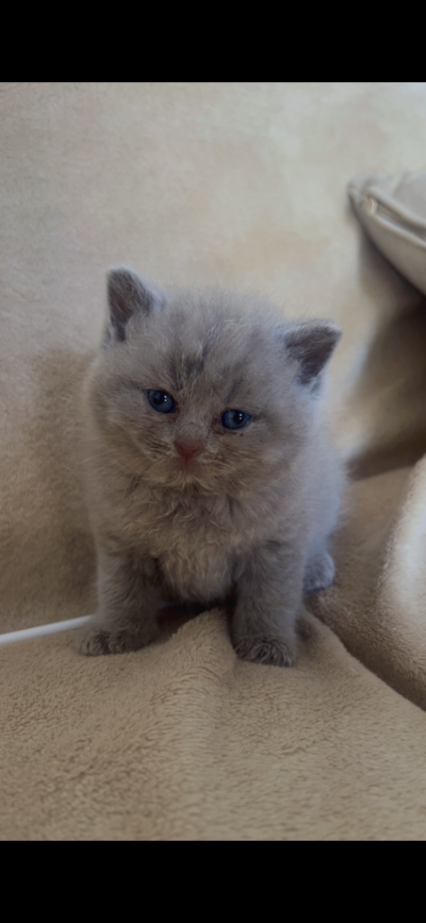 British shorthair kittens