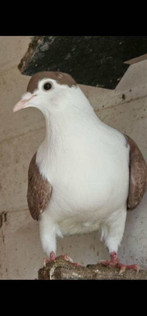 Afghan pigeons for sale 