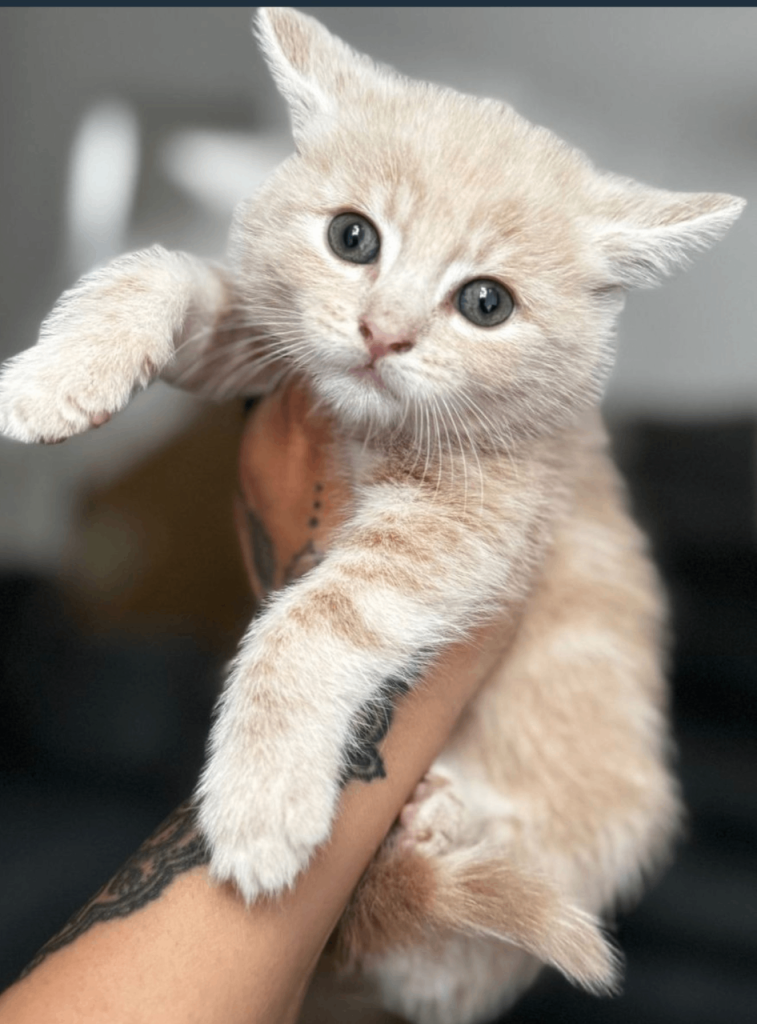 Siberian cross BSH