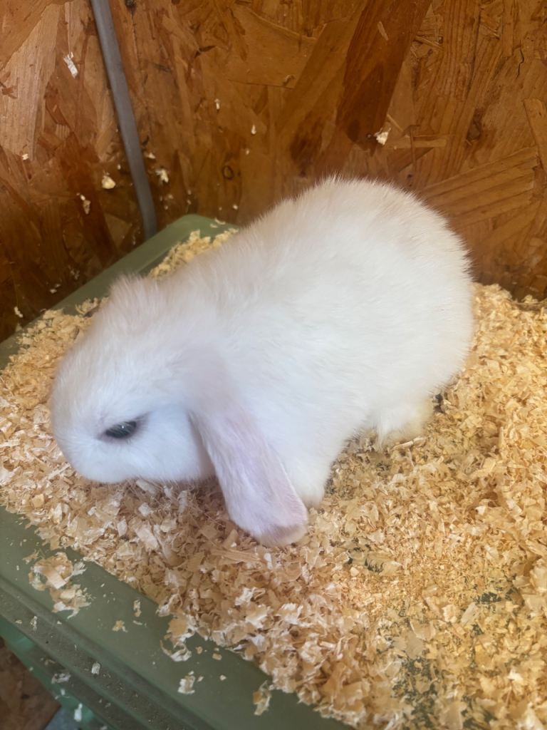 Mini lop rabbits