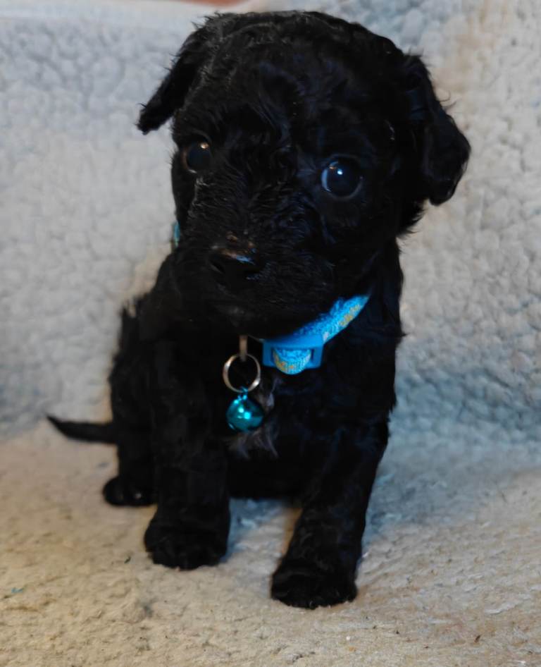 Cavapoolake puppies for sale 