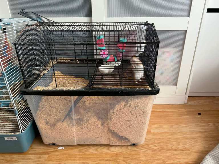 gerbils 