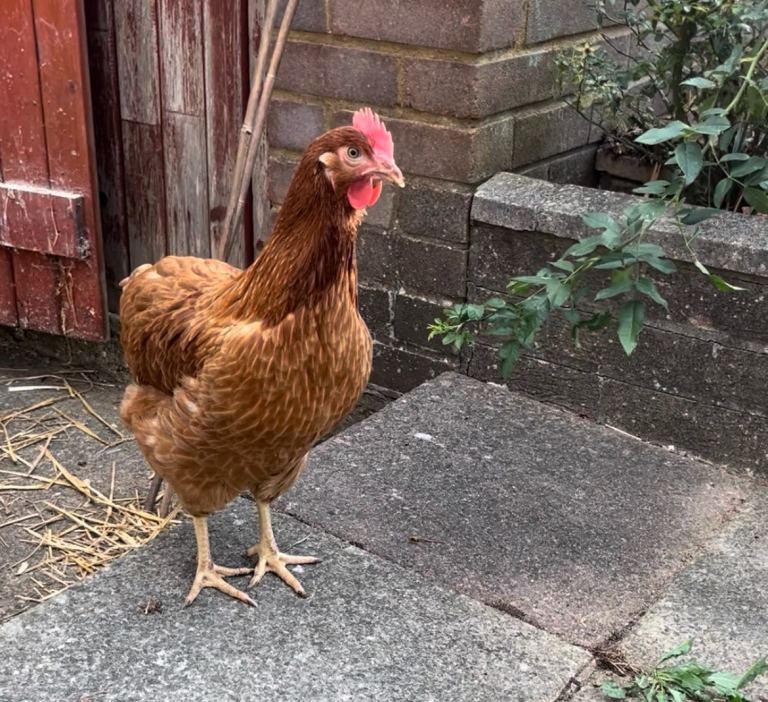 Lohmann Brown Egg laying chickens for sale 