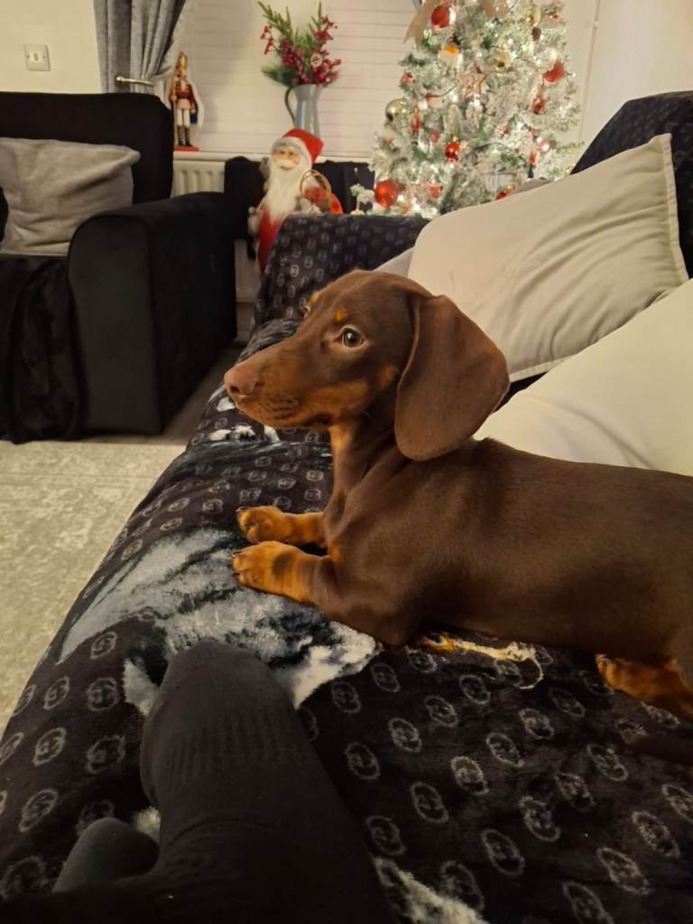 Miniature Dashund puppy