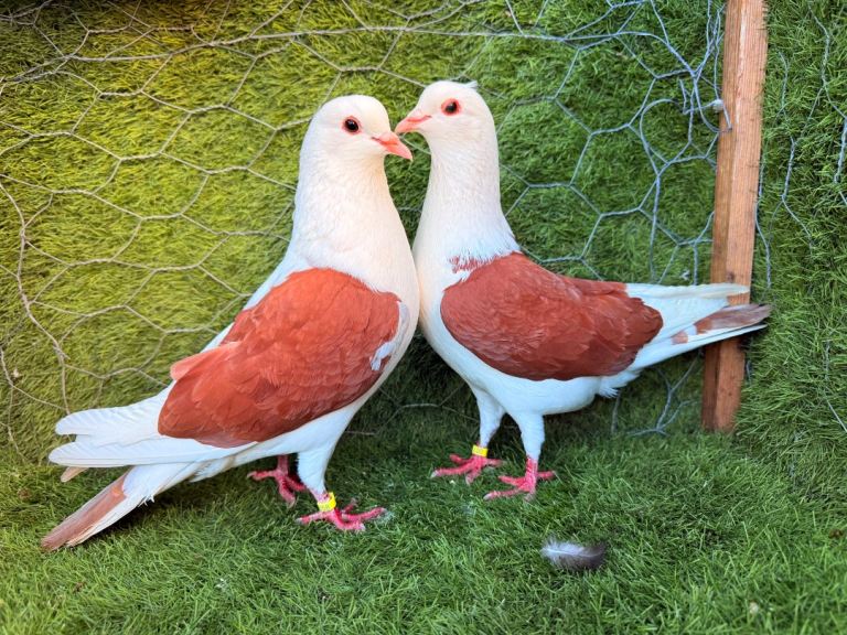 Strong Healthy Pigeon Pairs – £70 – Wembley