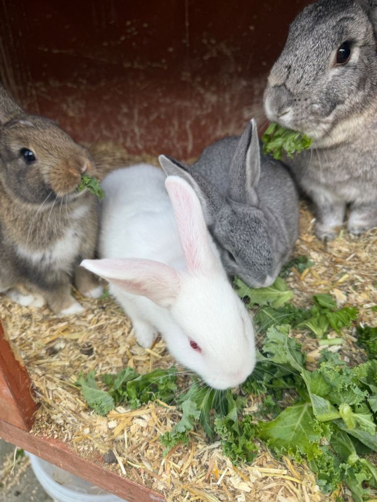 Baby rabbits 