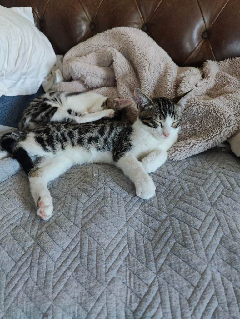 Last out of 4. Absolutely stunning boy.