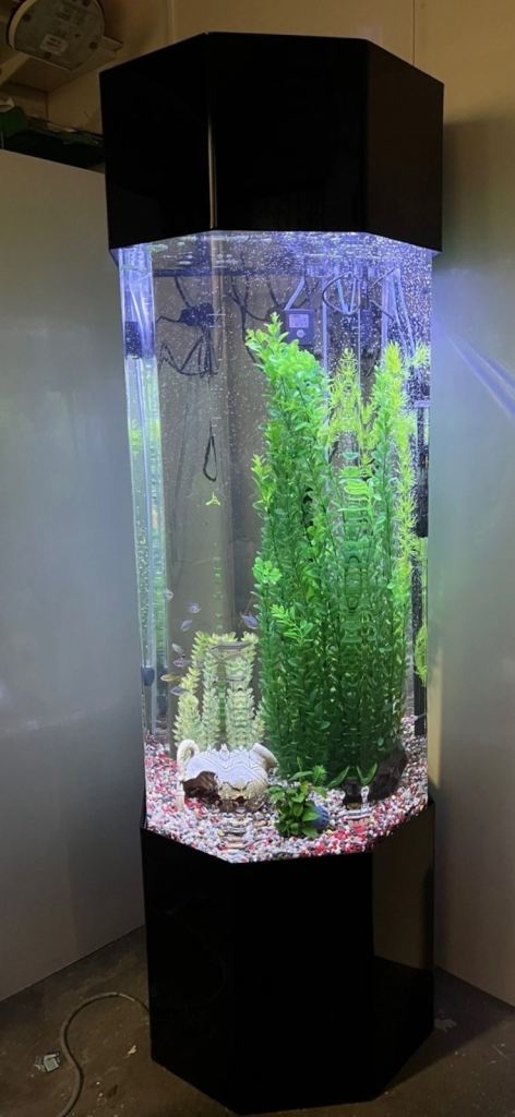Free fish tank 