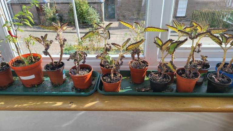 Kalanchoe Daigremontiana (mother of thousands)