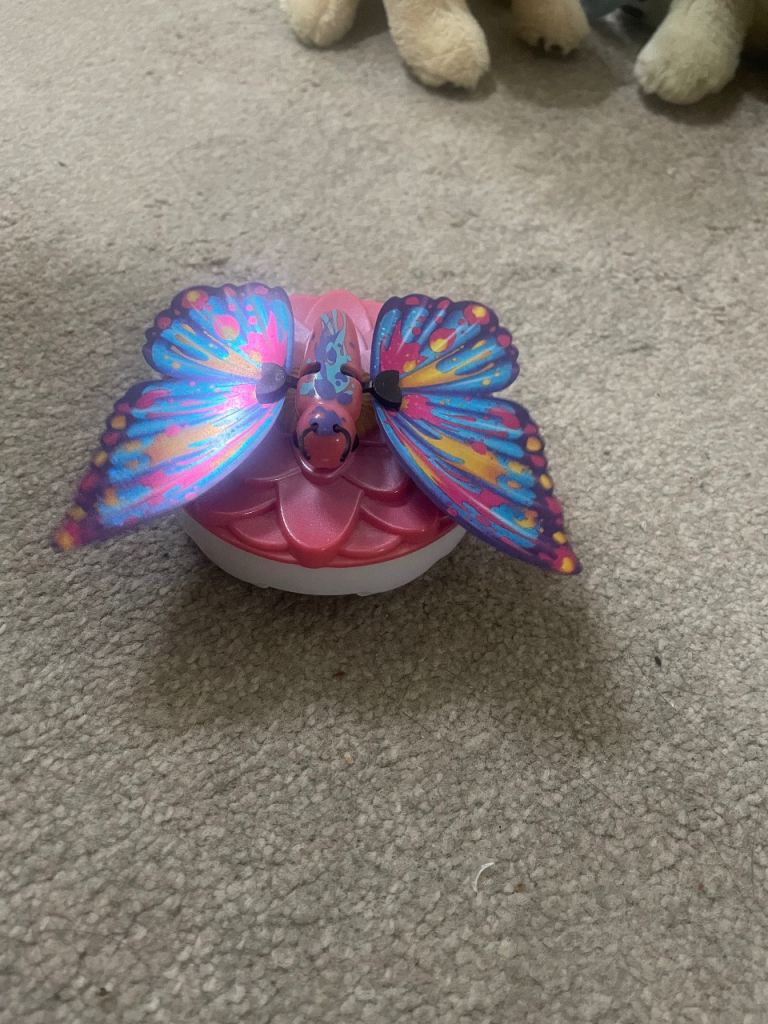 Little live pet butterfly