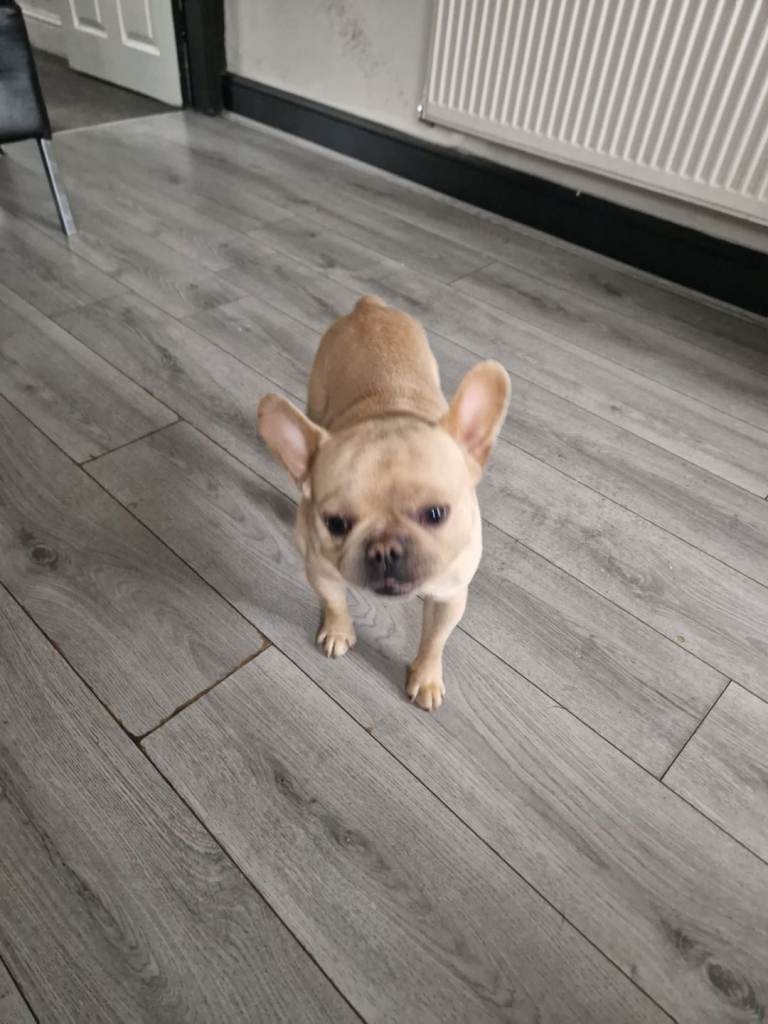 Lovely boy 3 years old French Bulldog 