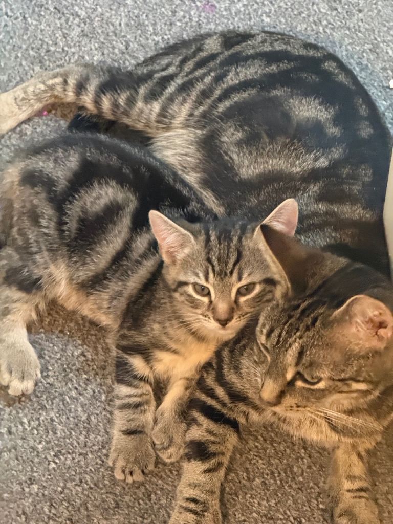 3 kittens bengal cross