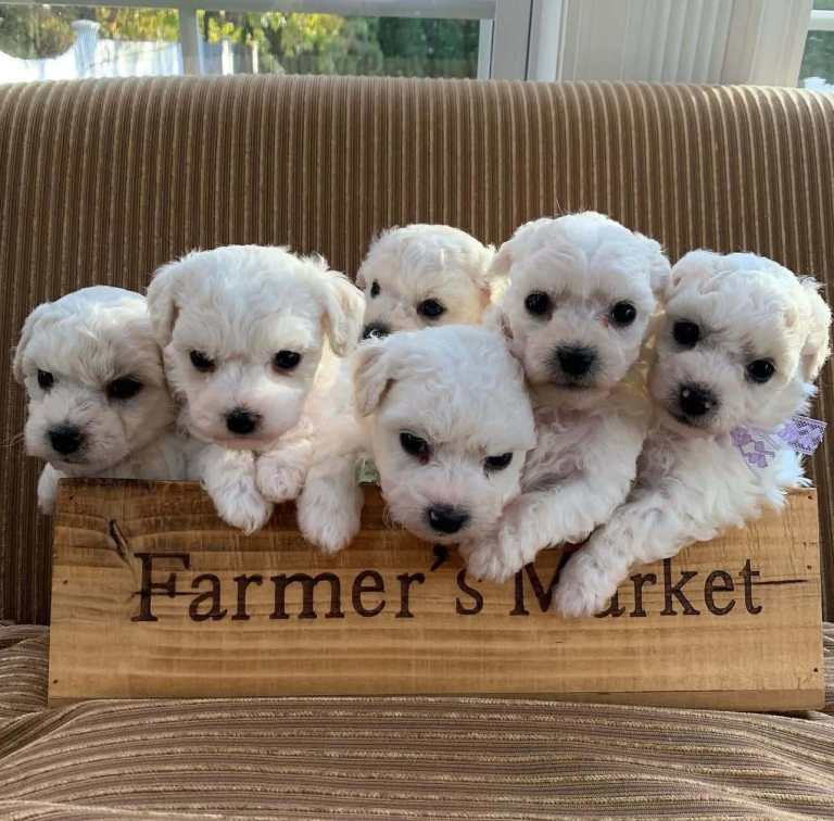 Adorable bichon puppies 