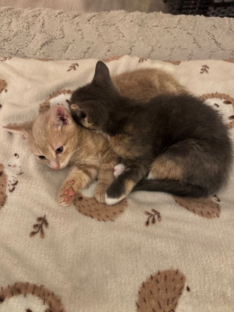 Kittens looking for new home 