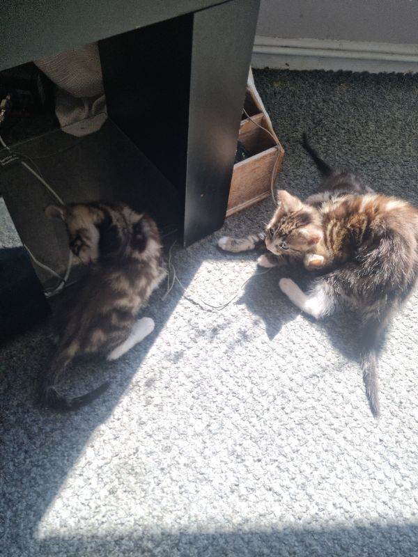 3 tabby and white kittens