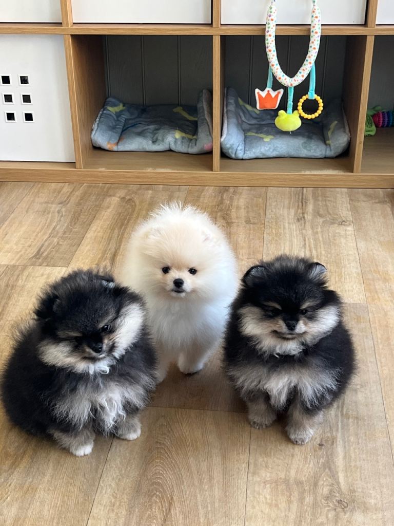 Two Pomeranian boys for sale. 