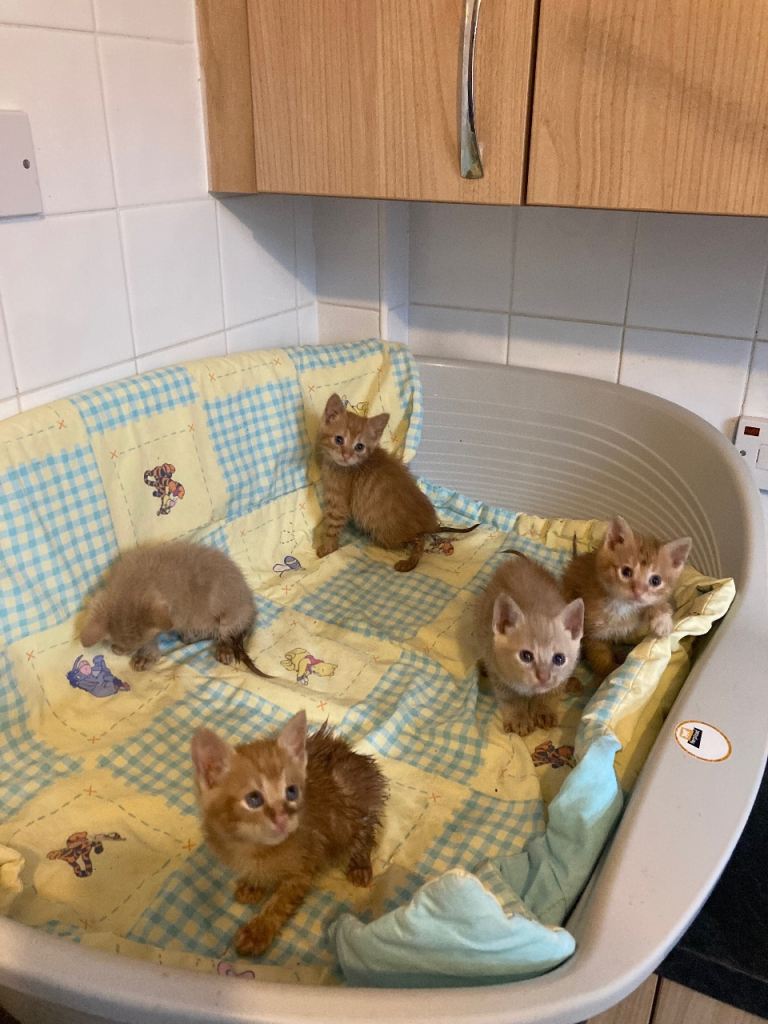 Ginger male kittens 5 available 