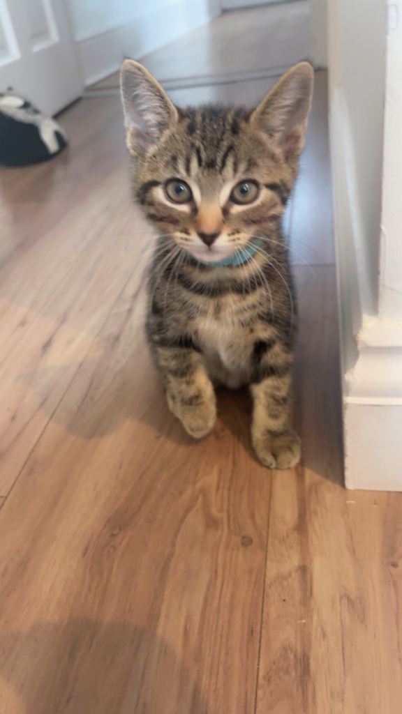 Tabby Kittens
