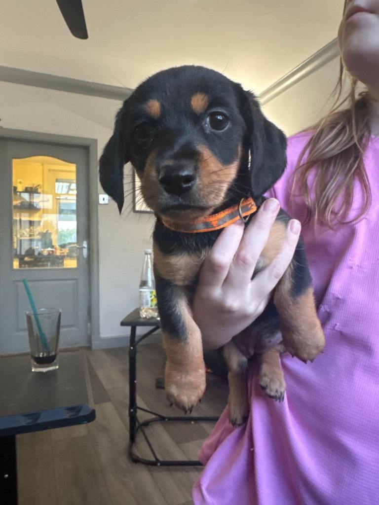 Jack Russell cross Dachshund 1 girl left ready to leave now 