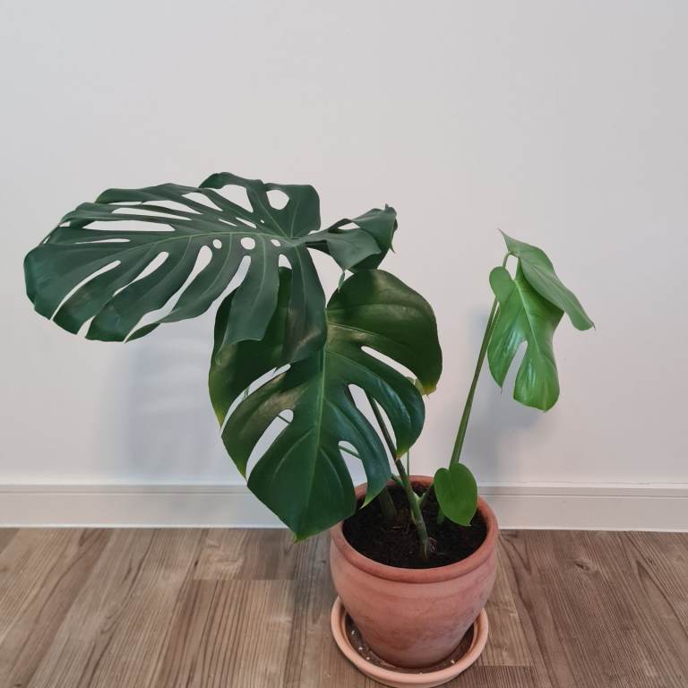 image for Monstera deliciosa in a terracotta pot