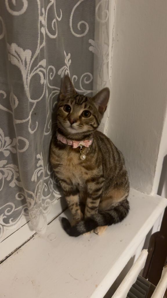 Playful kitten needing rehoming Asap open to offers 