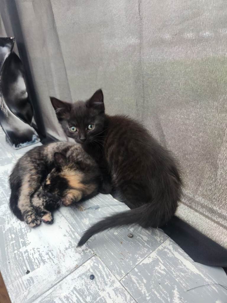 Kitten's looking for their forever home 