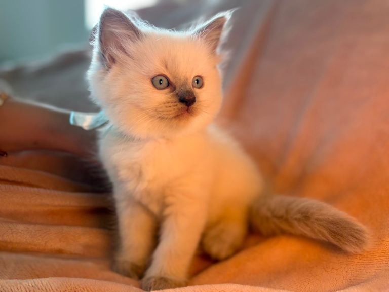 Beautiful pure Ragdoll Kittens