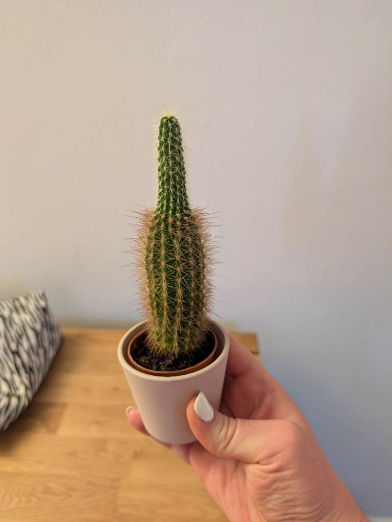 Cactus including small pot
