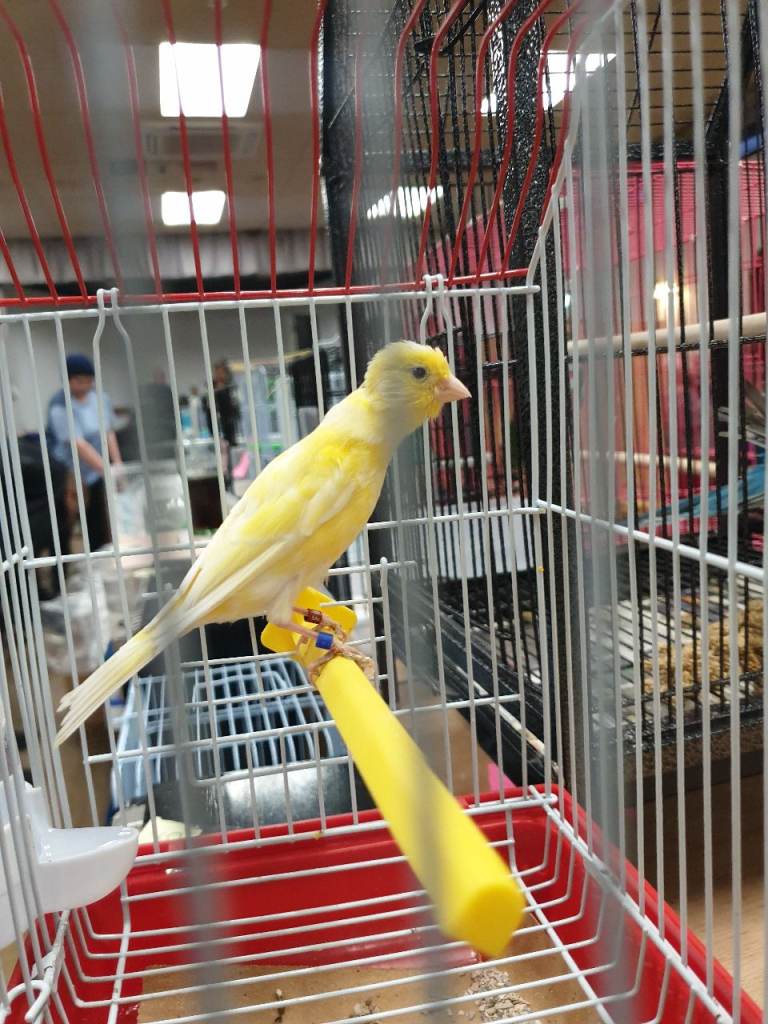 Canarys  budgies 