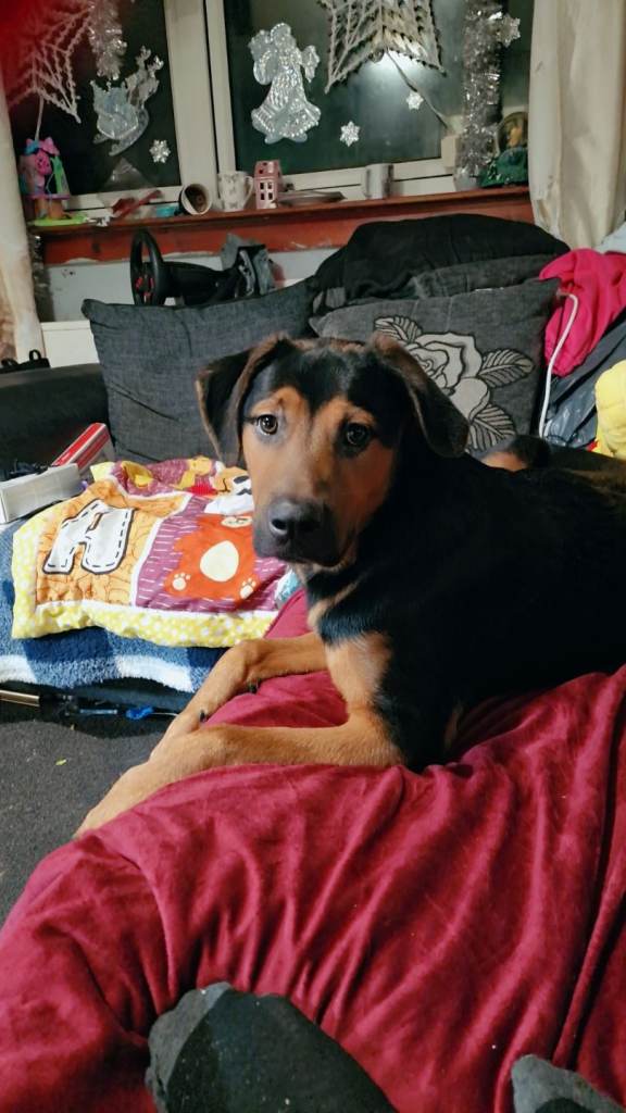 6 month old german shepherd cross rottweiler 