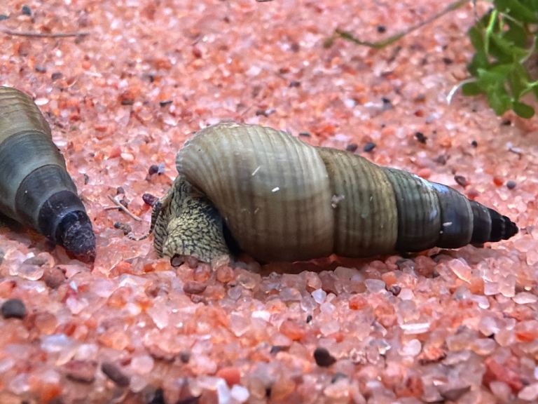 Rabbit Snails - Tylomelania - Tropical Aquarium
