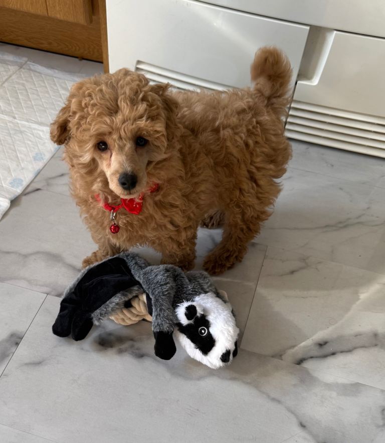 Apricot toy poodle puppy 