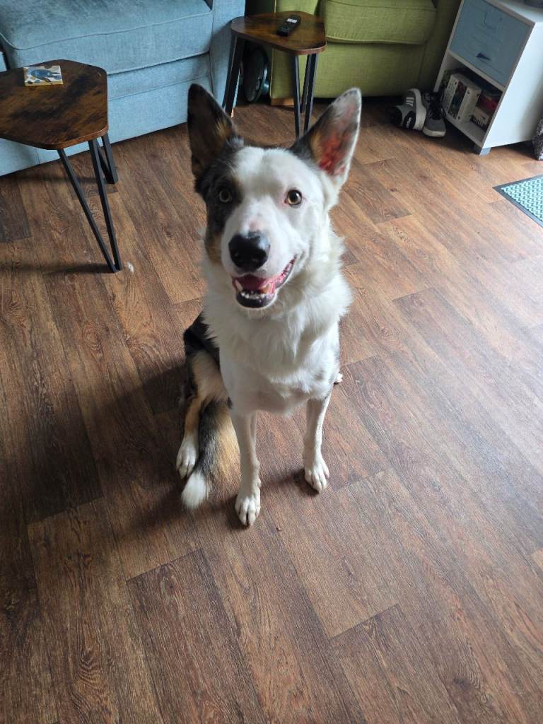 Blue merle collie