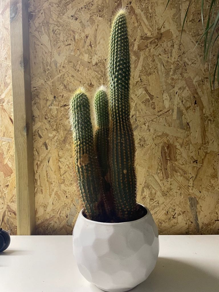 CACTUS PLANT IN DECORATIVE POT 