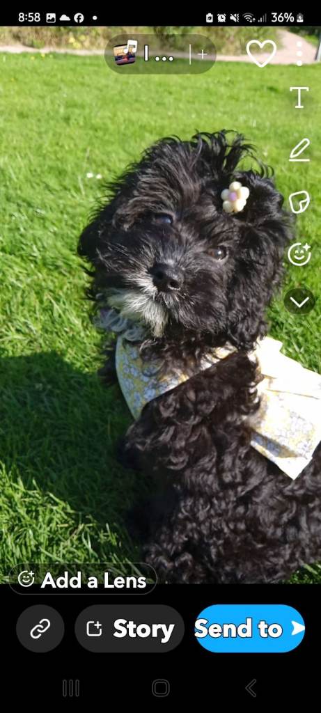 4 year old f1 cavapoo