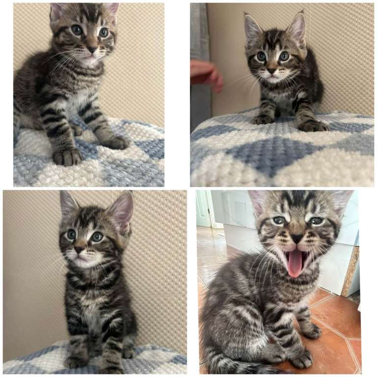Beautiful Mixed-Breed Kittens – 3 Boys & 2 Girls