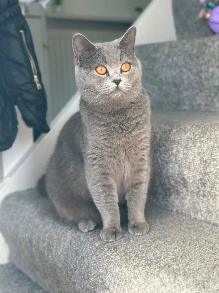 Bella 
