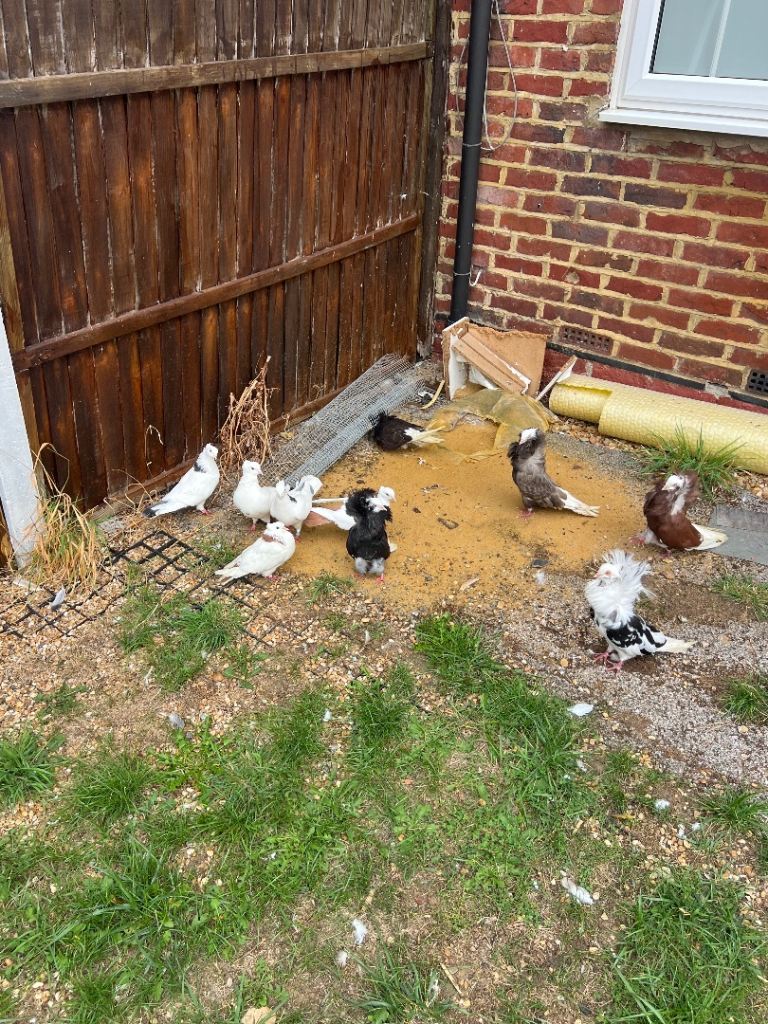 Pigeons