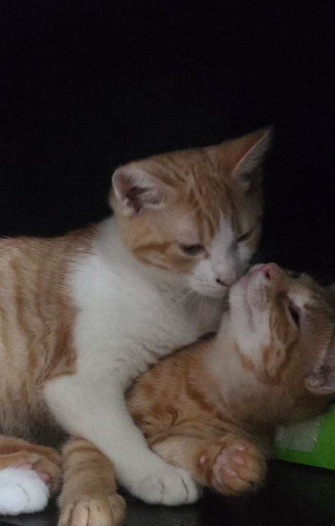 3 Ginger Kittens All girls
