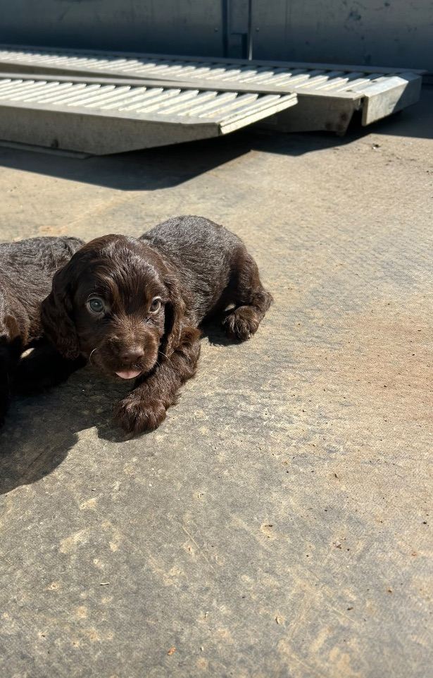 Cocker cross cockalier puppy for sale 