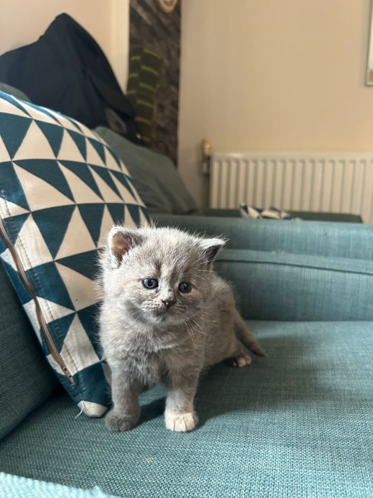 5 adorable kittens for sale (3m 2f)