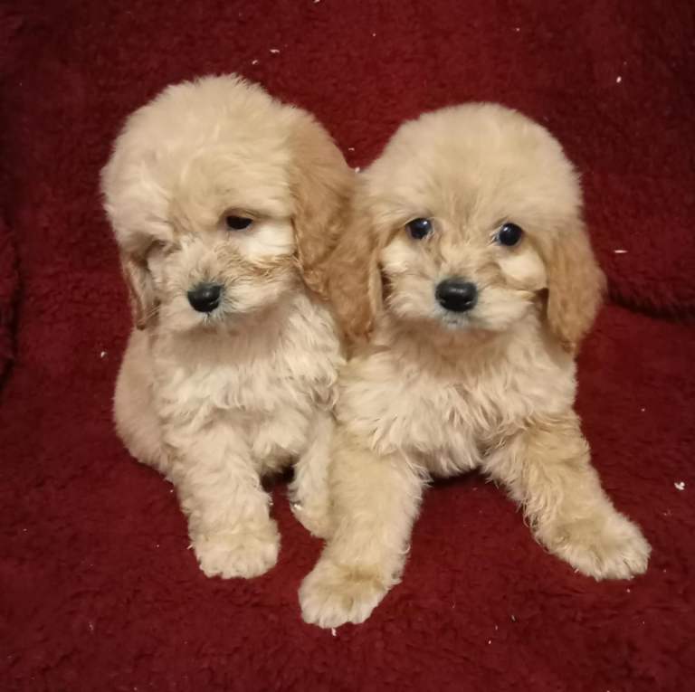 Cavapoo puppies 