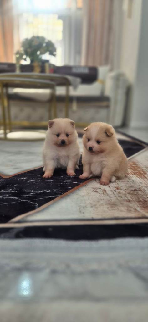 Pomeranian mini puppy 