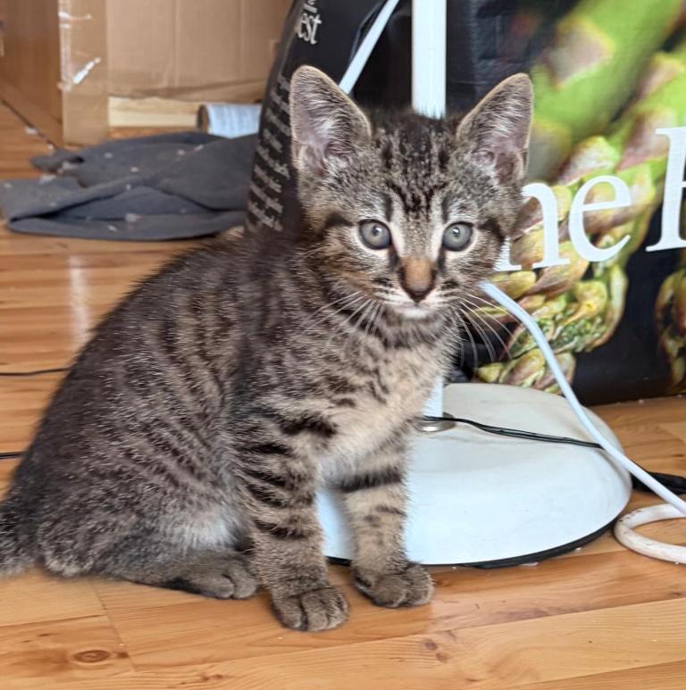 Kittens for sale