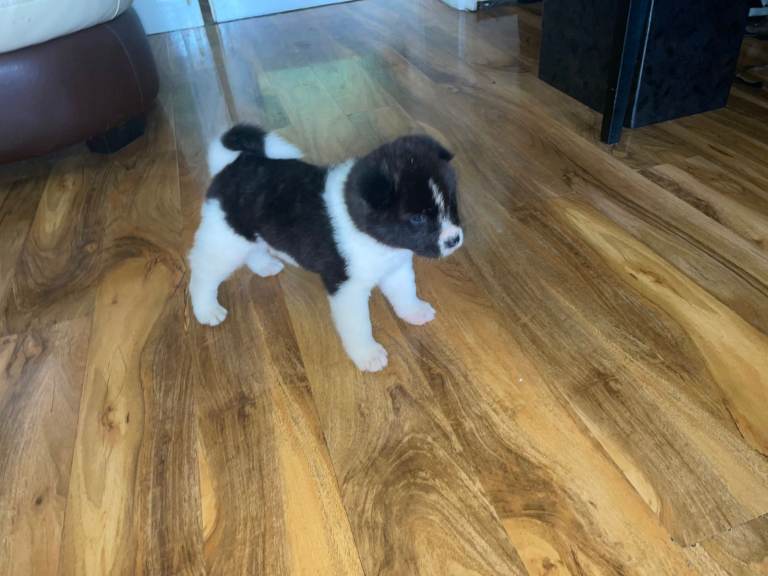 Stunning Akita Puppy (male) *LAST one reduced*