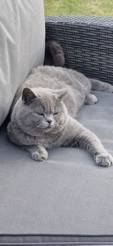 Gorgeous friendly British short hair male