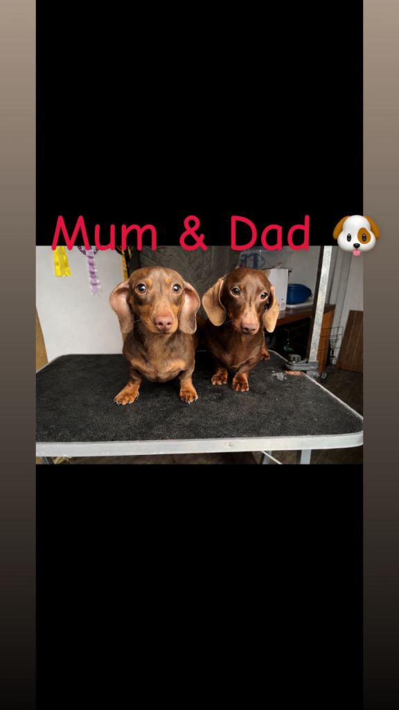 Beautiful Miniature Dachshunds