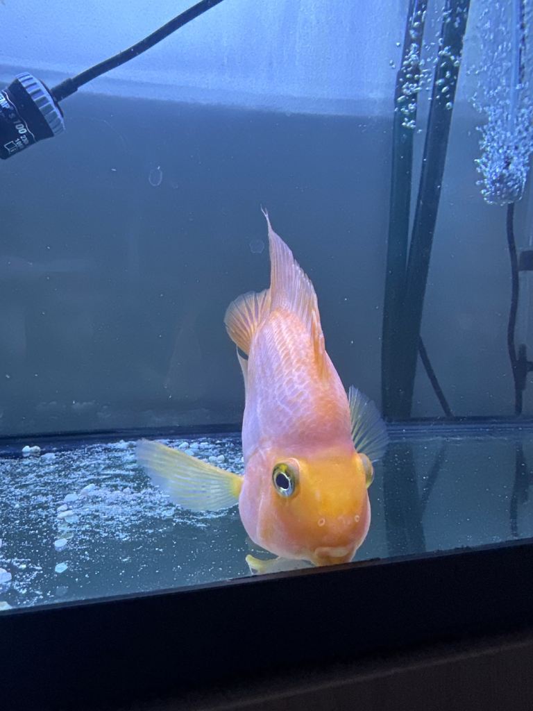 King Kong parrot cichlids for sale 1 female 2 males available 