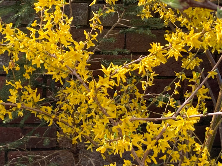 Forsythia  plants for sale will have yellow flowers in early spring starting March