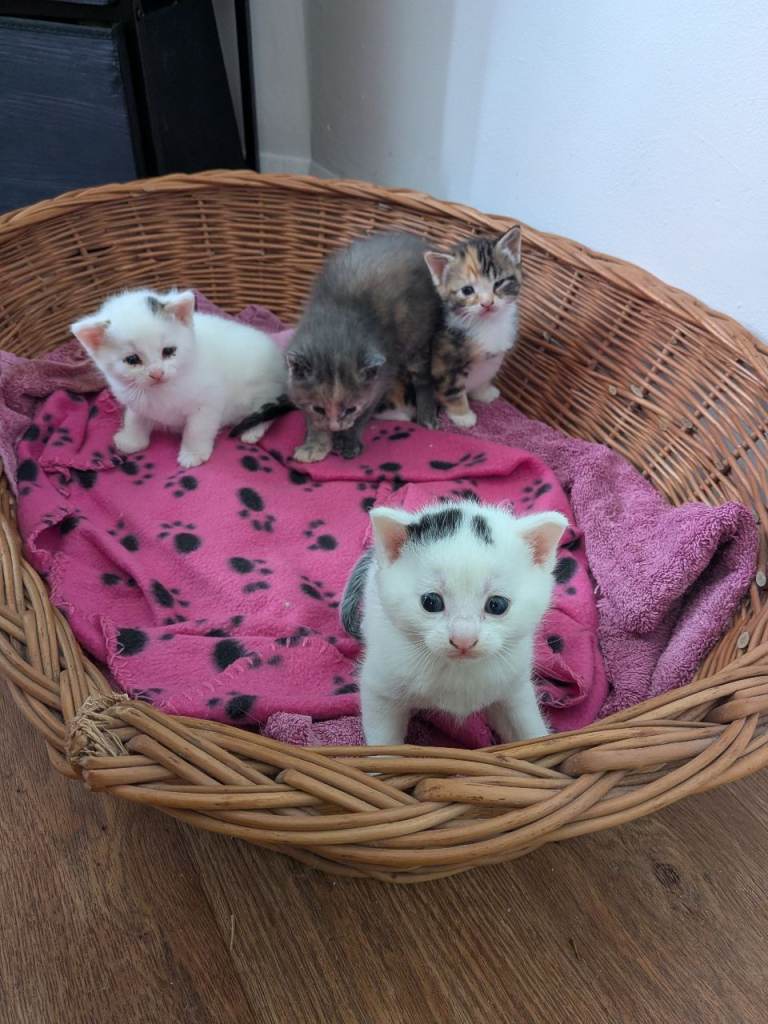 Kittens for sale 